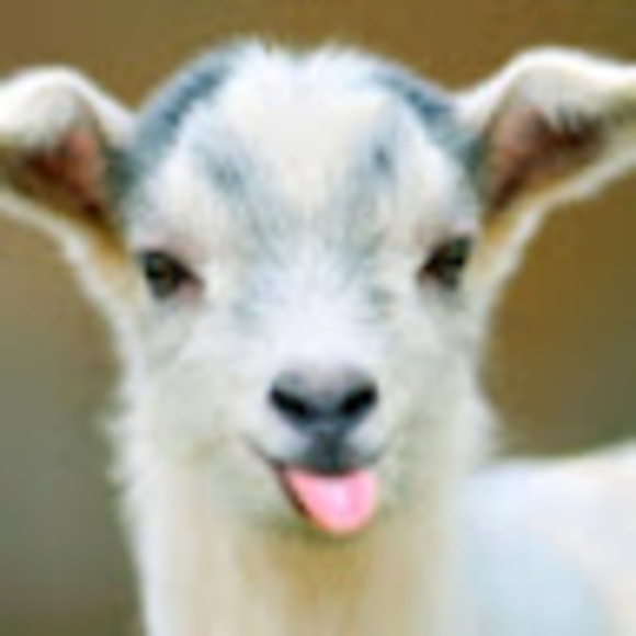 Meet your Posher, Phoebe - Picture 1 of 1